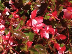 Begonia 'Bronze Leaf' | Online Flower Garden