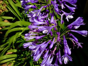 Agapanthus praecox | Online Flower Garden