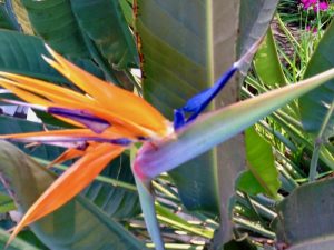 Strelitzia or Bird of Paradise | Online Flower Garden