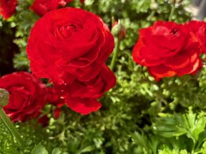 Ranunculus 'Maché Red'