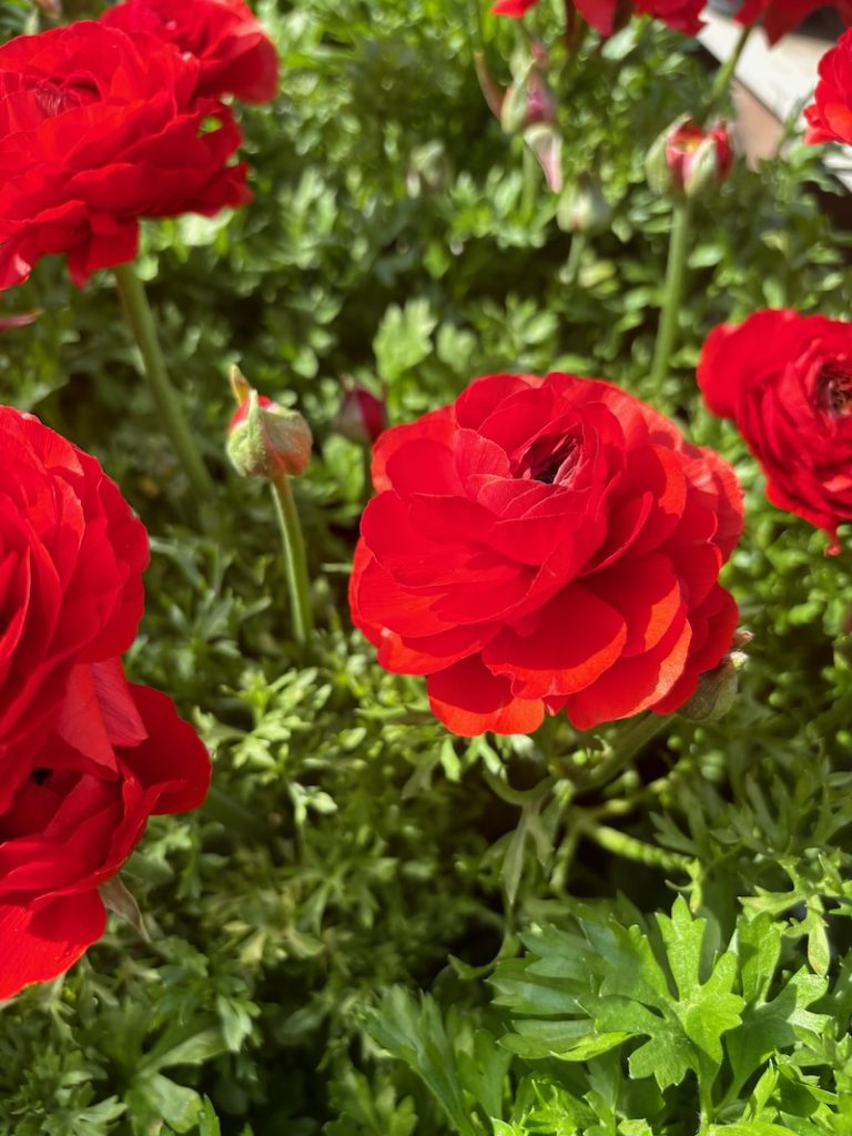 Ranunculus-Mache-Red | Online Flower Garden Ranunculus 'Maché Red'