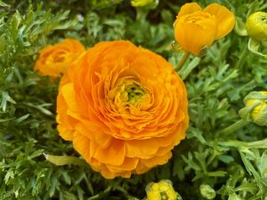 Ranunculus 'Maché Yellow'