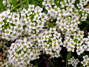 Lobularia maritima or Sweet Allysum | Online Flower Garden