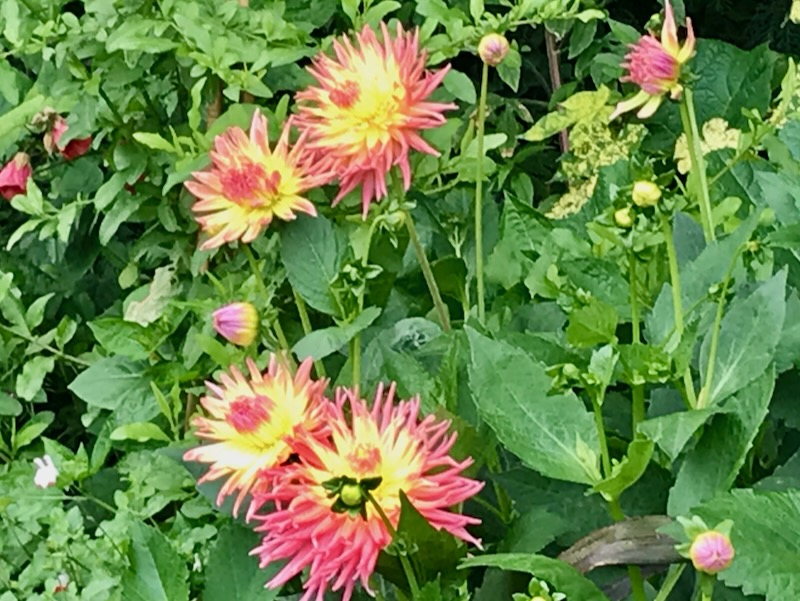 Dahlia 'Star Elite'