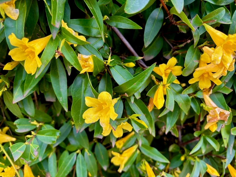 Gelsemium-rankinii | Online Flower Garden Gelsemium rankinii