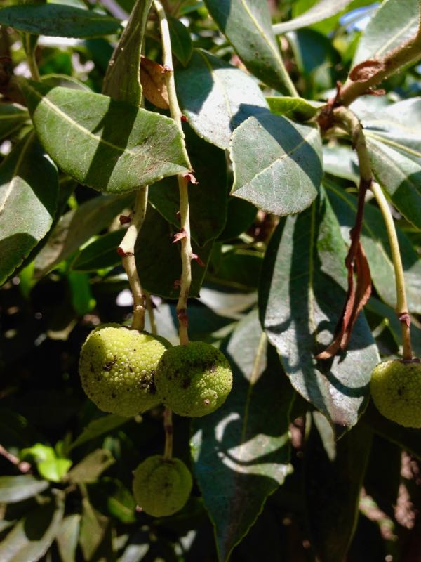 Arbutus-unedo-2838 | Online Flower Garden Arbutus unedo