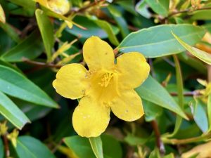 Gelsemium rankinii | Online Flower Garden