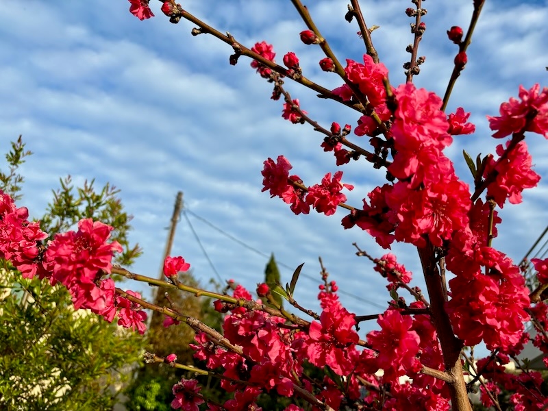 Prunus persica 'Magnifica'