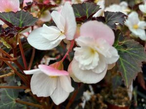 Begonia Adora™ 'Moon Dance'
