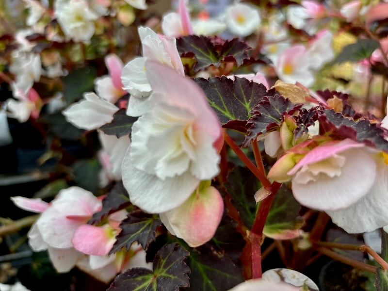 Begonia Adora™ 'Moon Dance'