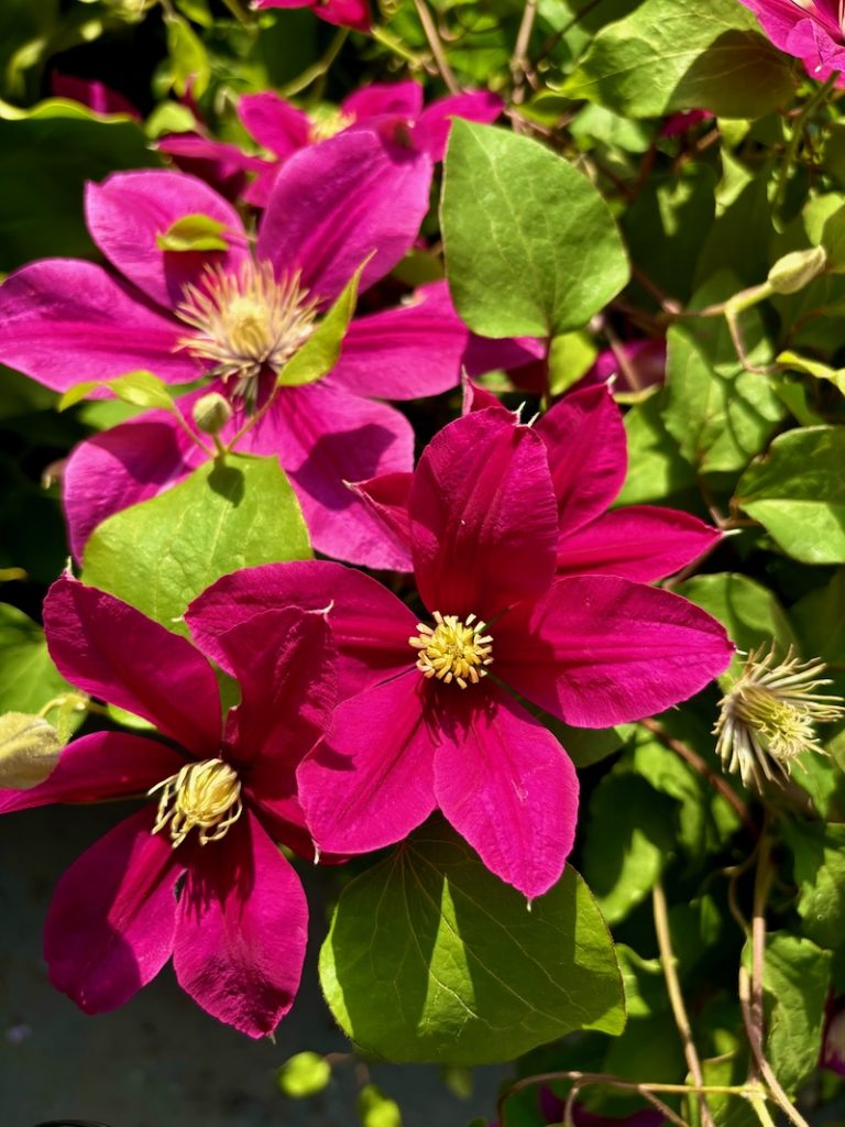 Clematis 'BOULEVARD® Acropolis™'