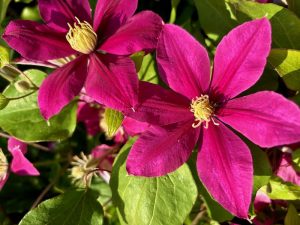 Clematis 'BOULEVARD® Acropolis™' | Online Flower Garden