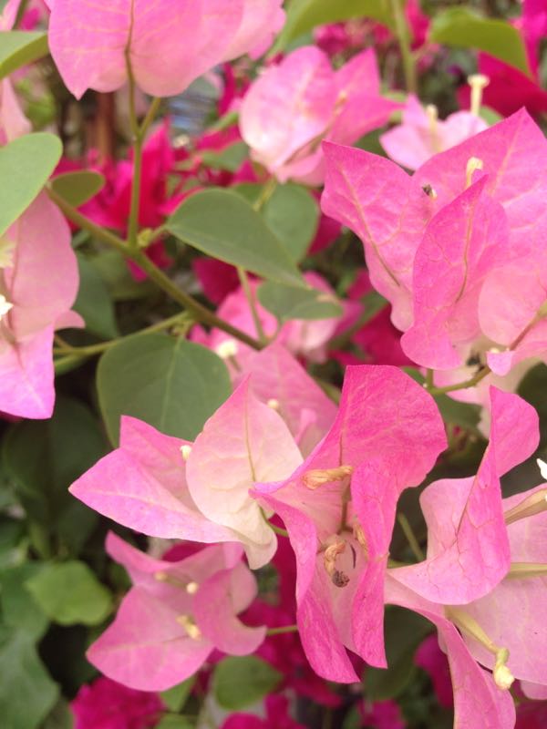 Bougainvillea_3100 | Online Flower Garden Bougainvillea