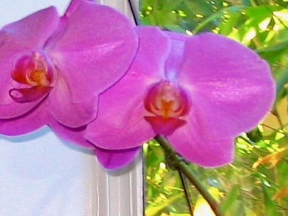 Orchid in my kitchen