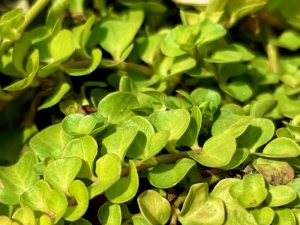 Lysimachia nummularia or Creeping Jenny | Online Flower Garden