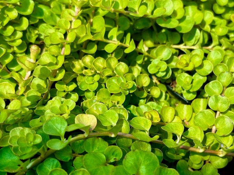 Lysimachia nummularia or Creeping Jenny