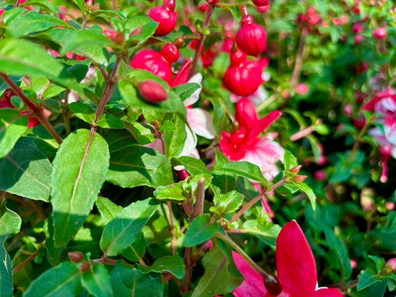Fuchsia 'Ballerina Arabesque'