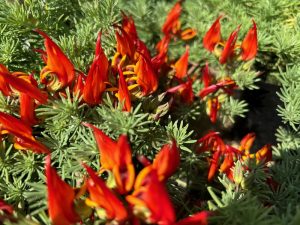Lotus berthelotii 'Amazon Sunset' | Online Flower Garden
