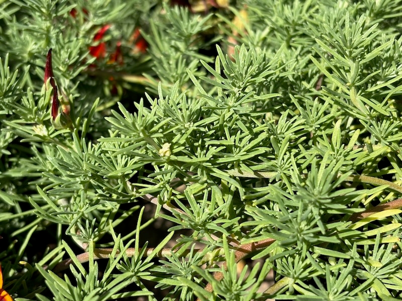 Lotus berthelotii 'Amazon Sunset'