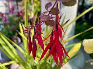 Fuchsia magellanica 'Versicolor' | Online Flower Garden