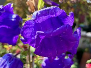 Campanula medium 'Blue'