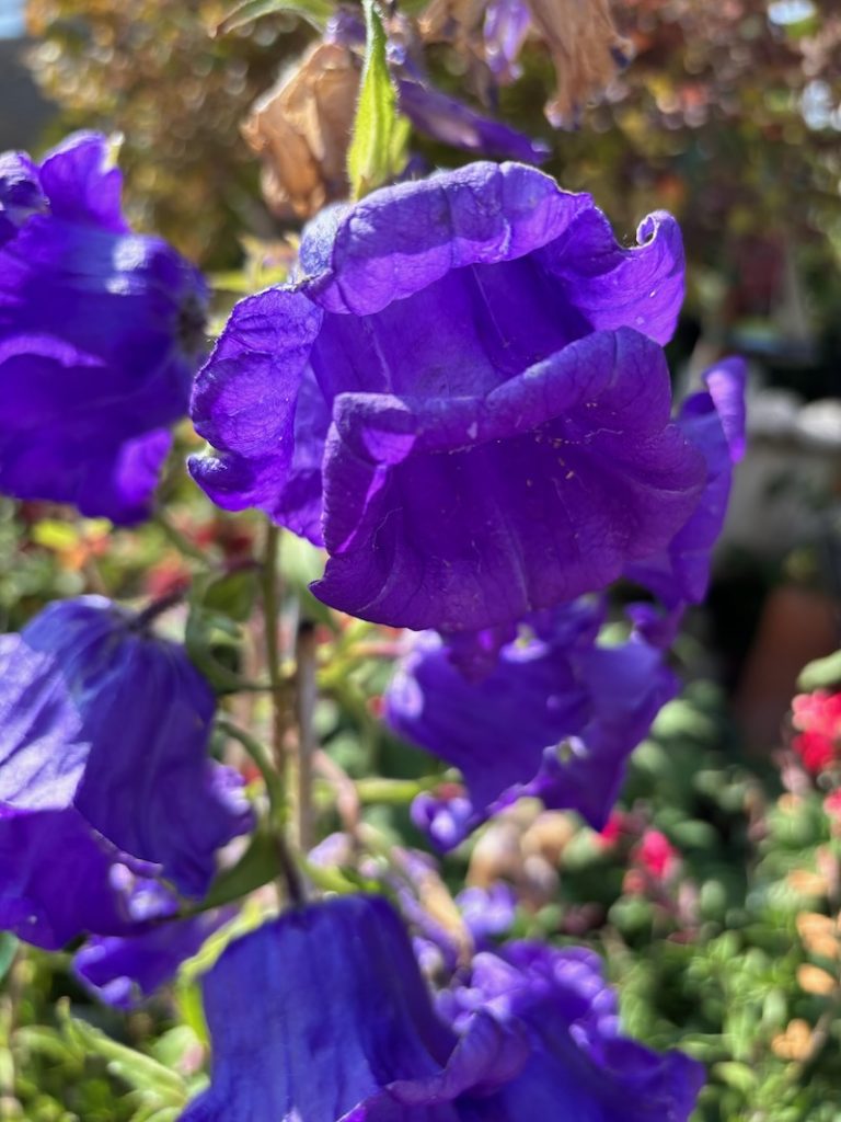 Campanula medium 'Blue'