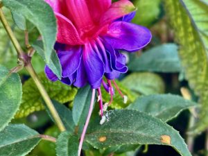 Fuchsia 'Winston Churchill'