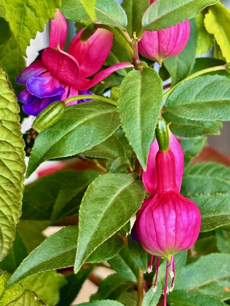 Fuchsia-Winston-Churchill | Online Flower Garden Fuchsia 'Winston Churchill'