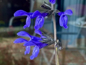 Salvia guaranitica 'Black & Bloom'