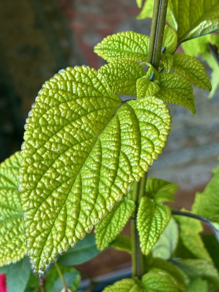 Salvia guaranitica 'Black & Bloom'