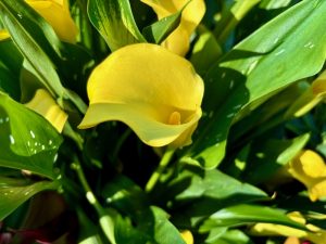 Zantedeschia 'Captain Yellow' | Online Flower Garden