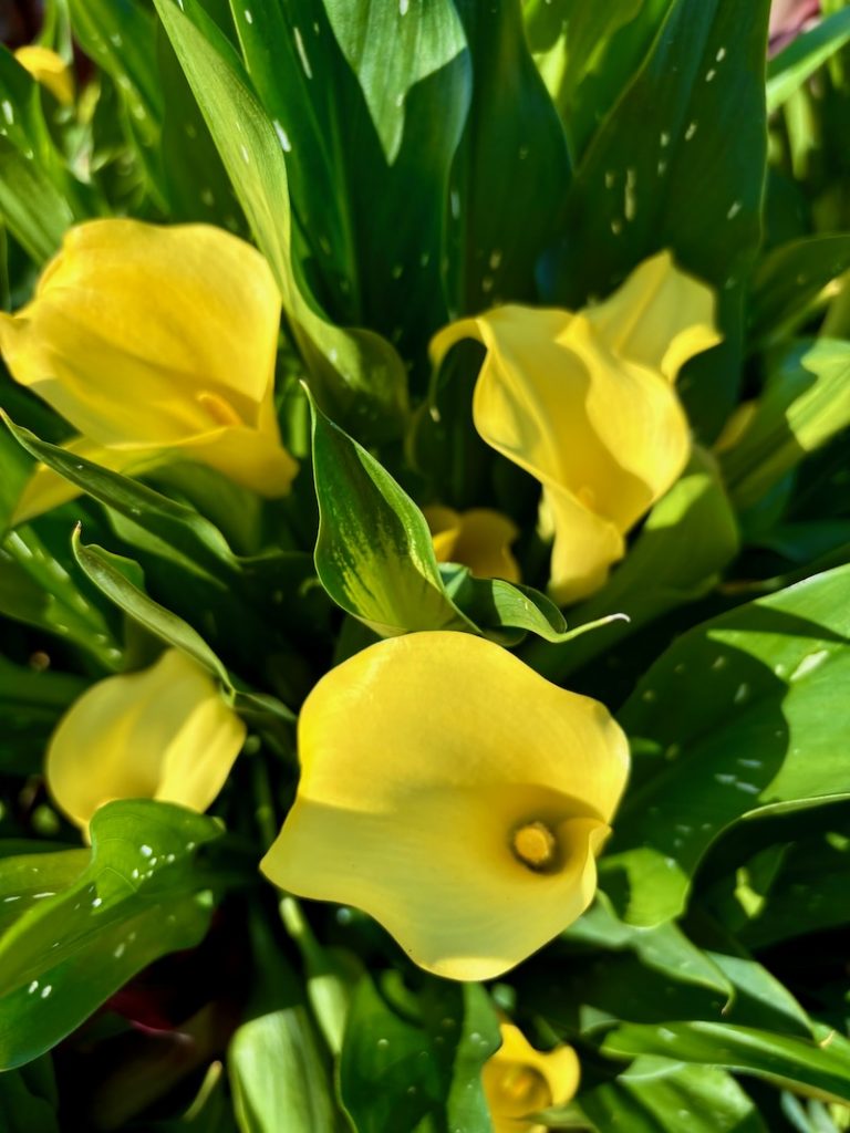 Zantedeschia 'Captain Yellow'