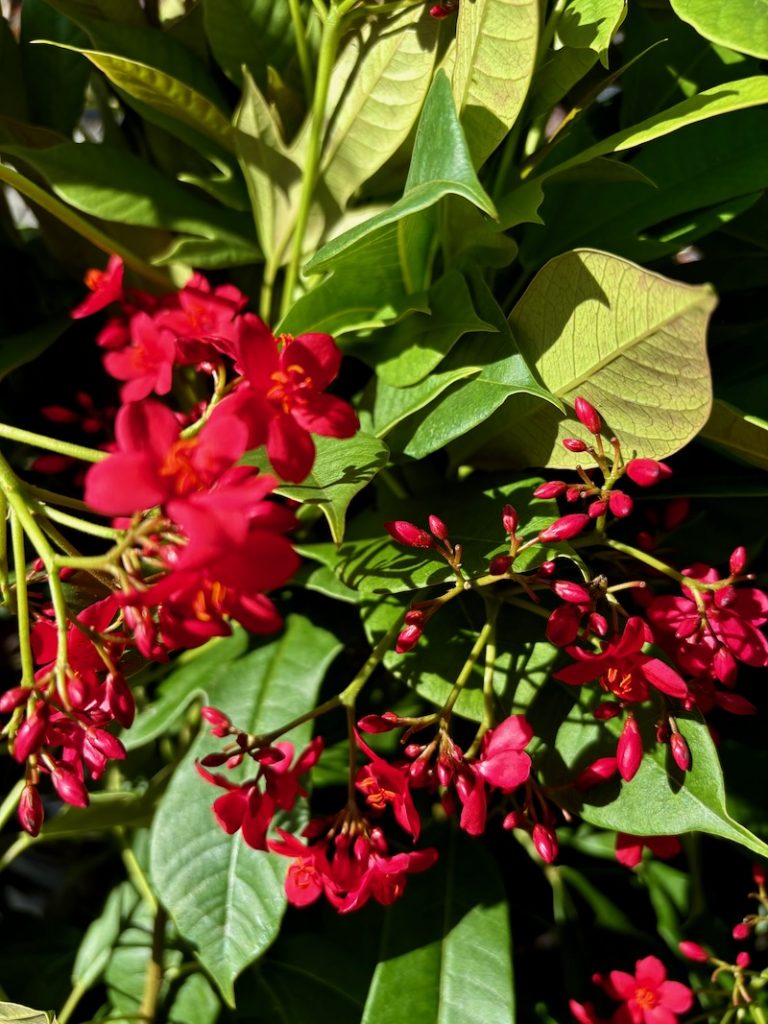 Jatropha integerrima