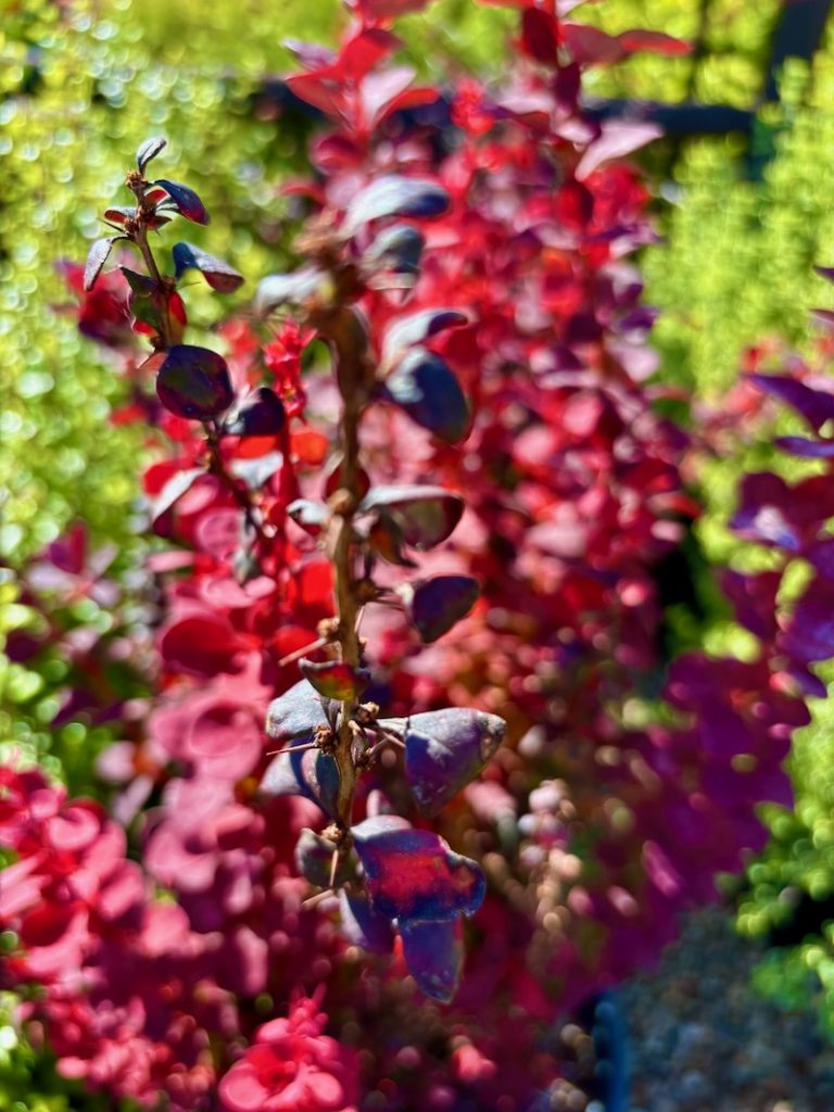 Berberis thunbergii 'Orange Rocket'