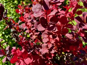 Berberis thunbergii 'Orange Rocket' | Online Flower Garden