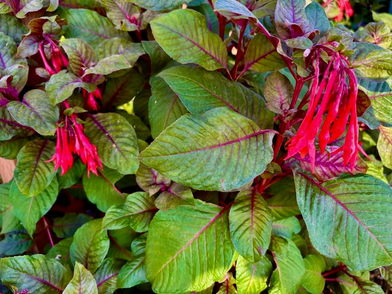 Fuchsia-Gartenmeister-Bonstedt | Online Flower Garden Fuchsia 'Gartenmeister Bonstedt'