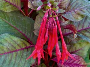 Fuchsia 'Gartenmeister Bonstedt'