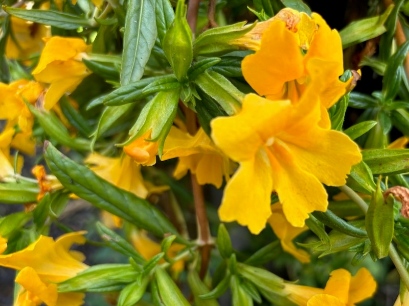 Diplacus 'Jelly Bean Gold'