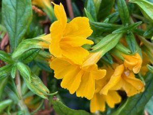 Diplacus 'Jelly Bean Gold' | Online Flower Garden