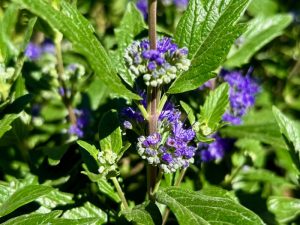 Caryopteris 'Grand Bleu' | Online Flower Garden