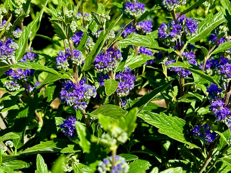 Caryopteris 'Grand Bleu'