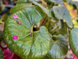 Farfugium japonicum 'Gigantea' | Online Flower Garden
