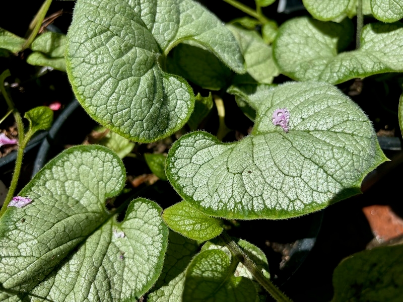 Brunnera macrophylla ‘Jack Frost’