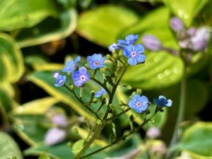 Brunnera macrophylla ‘Jack Frost’