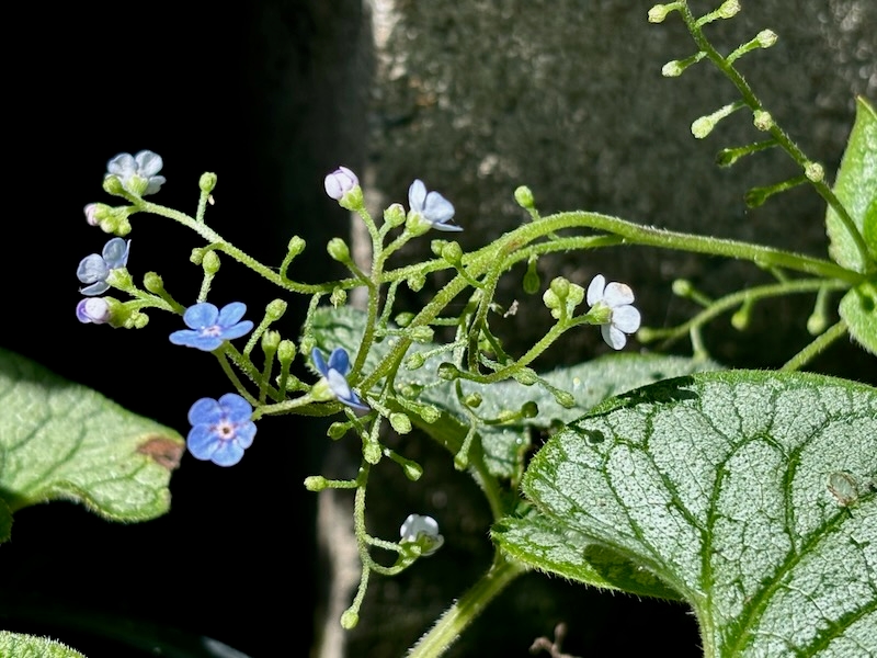 Brunnera macrophylla ‘Jack Frost’