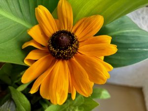 Rudbeckia 'Dakota™ Flame' | Online Flower Garden