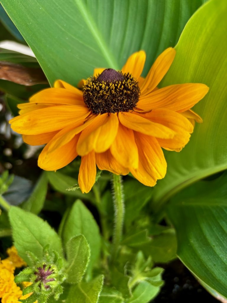 Rudbeckia 'Dakota™ Flame'