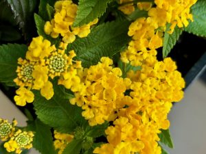 Lantana 'Lucky™ Yellow' | Online Flower Garden
