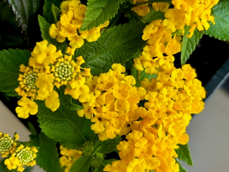 Lantana-lucky-yellow | Online Flower Garden Lantana 'Lucky™ Yellow'