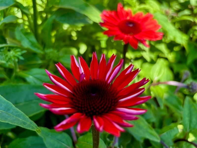 Echinacea-Panama-Red | Online Flower Garden Echinacea 'Panama™ Red'